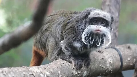 Dallas Zoo believes 2 of its monkeys were stolen