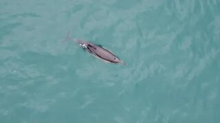 Video footage of a Common dolphin In Southwest British waters. #DJI #BDMLR #cornwall #cornwalllife