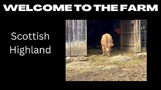 Welcome to the Farm - Scottish Highland