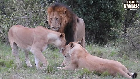 Lion Looks For His Pride, Lioness Roars | Maasai Mara Safari | Zebra Plains