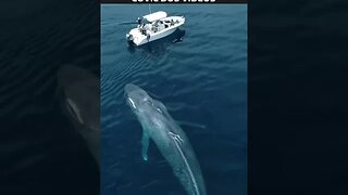 que medo dessa baleia 😱😱😱