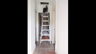 I just caught my cat red handed [red pawed?] climbing a ladder to get into an attic again!