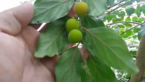 frutíferas produzindo no muro e parede pitaya uva e jabuticaba dovialis doce cajá grumixima...