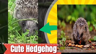 Cute Hedgehog On Grass Vs Hedgehog Resting In Cave #hedgehog #cuteanimals #shorts