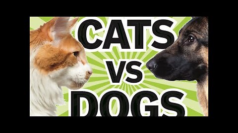 cat VS dog fights | funny 😂