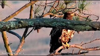 Young Bald Eagle at The Marsh 🦅 02/05/23 17:50