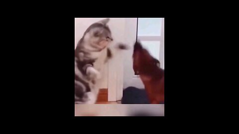 cute_cat_Fighting_the_Burns_like_a_movie_👌👌