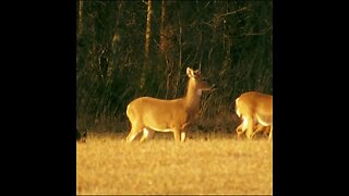 Deer on the Chickamauga Battlefield