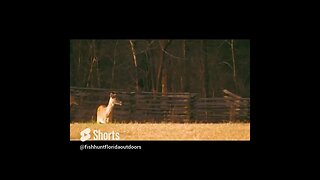 deer on the Chickamauga Battlefield