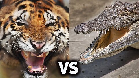 TIGER VS CROCODILE: WHO WOULD WIN A FIGHT -HD | WILD LIFE | DOCUMENTARY
