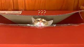 What Does The Cat Do Inside The Box?
