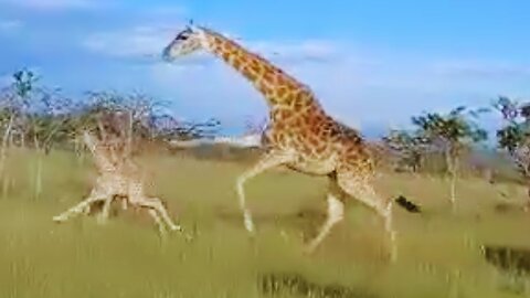 Giraffe Kicks Lion in Head Trying to Save Baby | World Wild Web