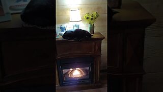Smart cat knows how to stay warm!