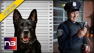 Outrageous! Mugshot of a K-9 Goes Viral After Stealing Officer's Lunch?
