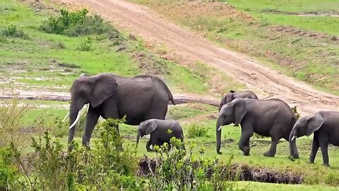 African Wildlife _South Africa_Kruger National Park|Real Sound Of Africa African Animals Video