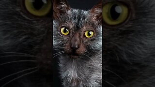 O gato-lobo! 🐱🐺 Conheça a raça Lykoi, um gato incrível! #shorts