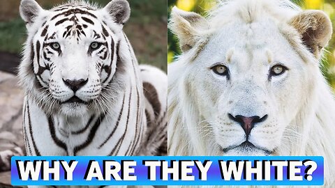 WHY DO SOME TIGERS AND LIONS HAVE WHITE FUR? -HD