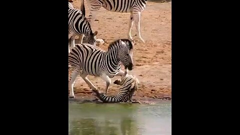 Because Of His Mothers Rejection The Dominant Male Attacks The Young Zebra
