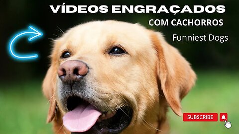 SHOW DE TROLLAGEM DE CACHORROS FUNNY DOG VIDEOS