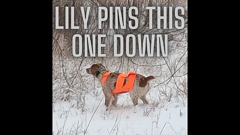 Colorado Pheasant Hunting | Rocky Mountain Roosters | Lily on point!