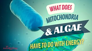 Mitochondria + Algae = Energy