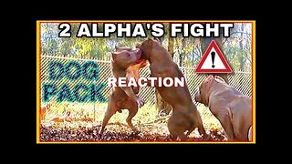 Dog Fight Between Female Alphas