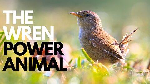 The Wren Power Animal