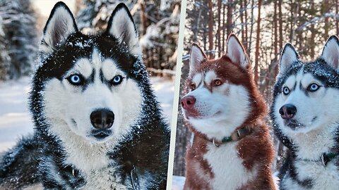 28 Things You Didn’t Know About the Siberian Husky