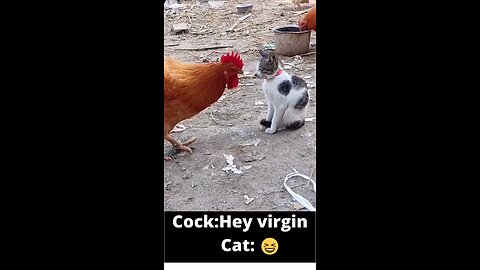 funny pets fighting,fun over loaded