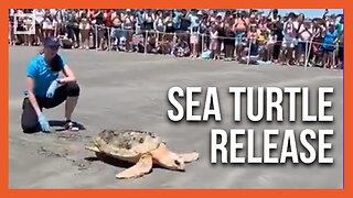 Massive Crowd Cheers Rehabilitated Sea Turtles Being Returned to the Ocean