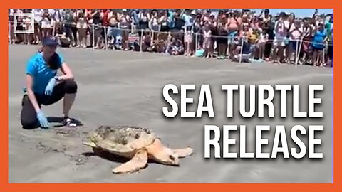 Massive Crowd Cheers Rehabilitated Sea Turtles Being Returned to the Ocean