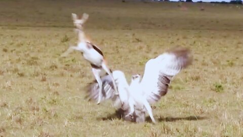 Gazelle Mum Battles Huge Martial Eagle to Save Baby | World Wild Web