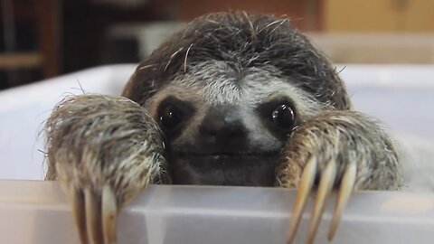 Baby Sloths Being Sloths - FUNNIEST Compilation