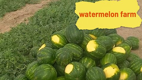 Harvesting and transporting watermelons in the farm