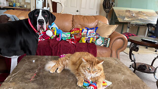 Great Dane Watches The Effects Of Cat Nip On Playful Cat