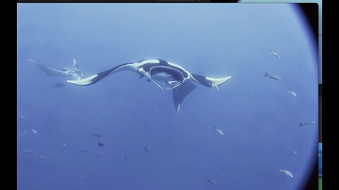 Manta Rays, Dolphin, False Killer Whales and Sharks. Just like you were there.