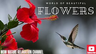 Flowers 4K Nature Relaxation Film - Meditation Relaxing Music