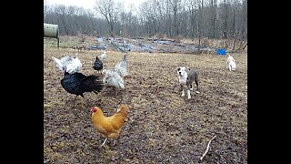 YOUNG ALAPAHA'S AROUND TURKEYS & CHICKENS