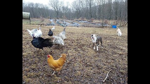 YOUNG ALAPAHA'S AROUND TURKEYS & CHICKENS