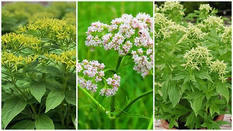 Anise: Your Skin's Best Kept Secret for Health and Radiance