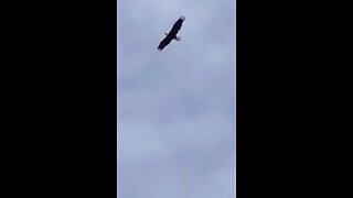 Majestic Bald Eagle enjoying floating on the wind currents.🦅