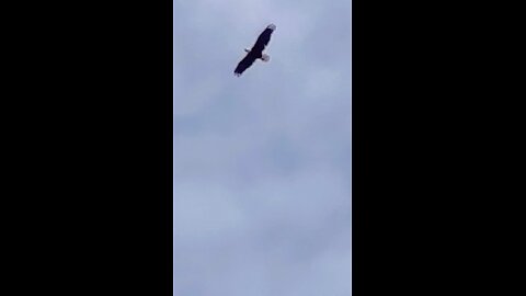 Majestic Bald Eagle enjoying floating on the wind currents.🦅