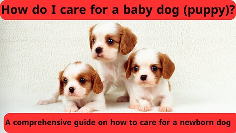 How do I care for a baby dog ​​(puppy)?