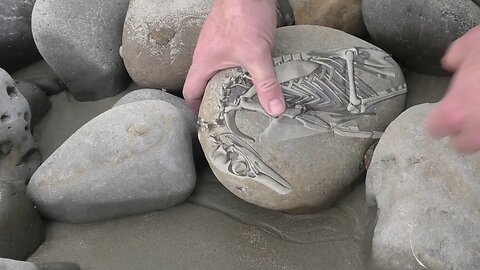 I finally found my fossil penguin - my rarest fossil find yet! [unknown species]