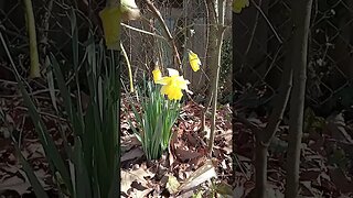 daffodils