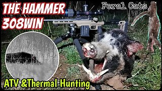 Feral Animal Smackdown || Shooting Pigs Cats & Foxes || 308 Winchester || Thermion 2 XP50 Hunting