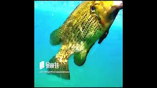 Rock Bass