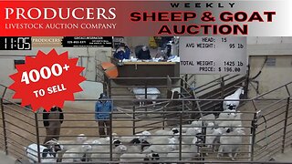 2/7/2023 - Producers Livestock Auction Company Sheep & Goat Auction