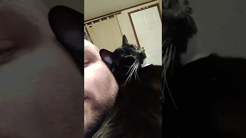 shoulder kitty #shortsvideo #shortsfeed #youtubeshorts #catvideos #cat