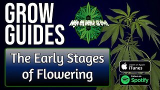 The Early Flowering Stage | Grow Guides Episode 8